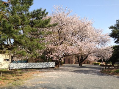 今年も桜が見事に咲きました