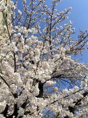 桜２