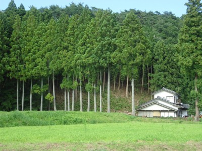 少し車で走ったところにある癒しの森。近づくともっと眺めがいいんです。