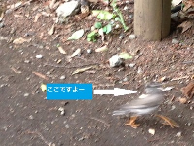 ㈬鳥さん