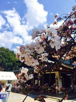 御室仁和寺の桜