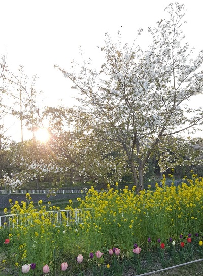 チューリップ、菜の花、桜