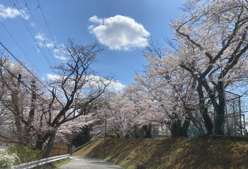 桜