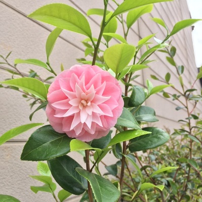 長岡京の花