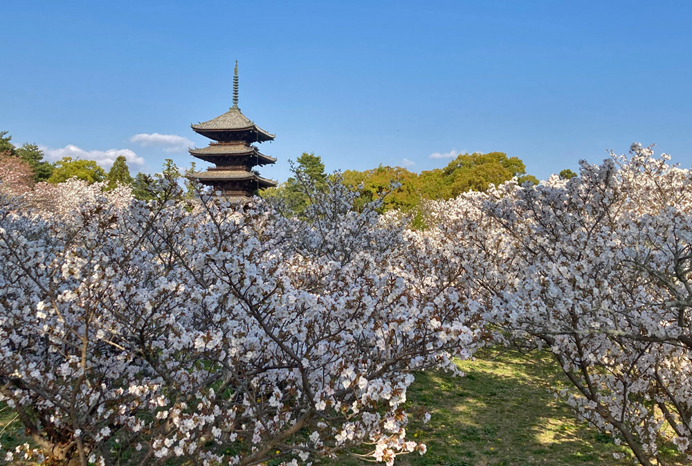 御室桜