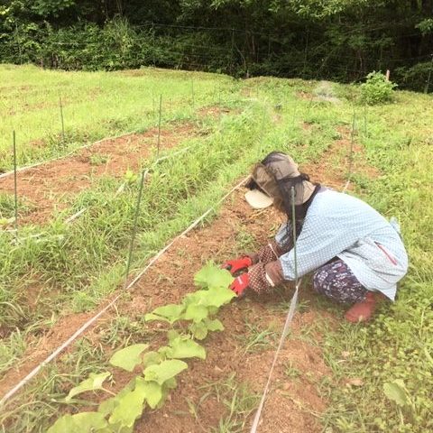 淡々と作業中